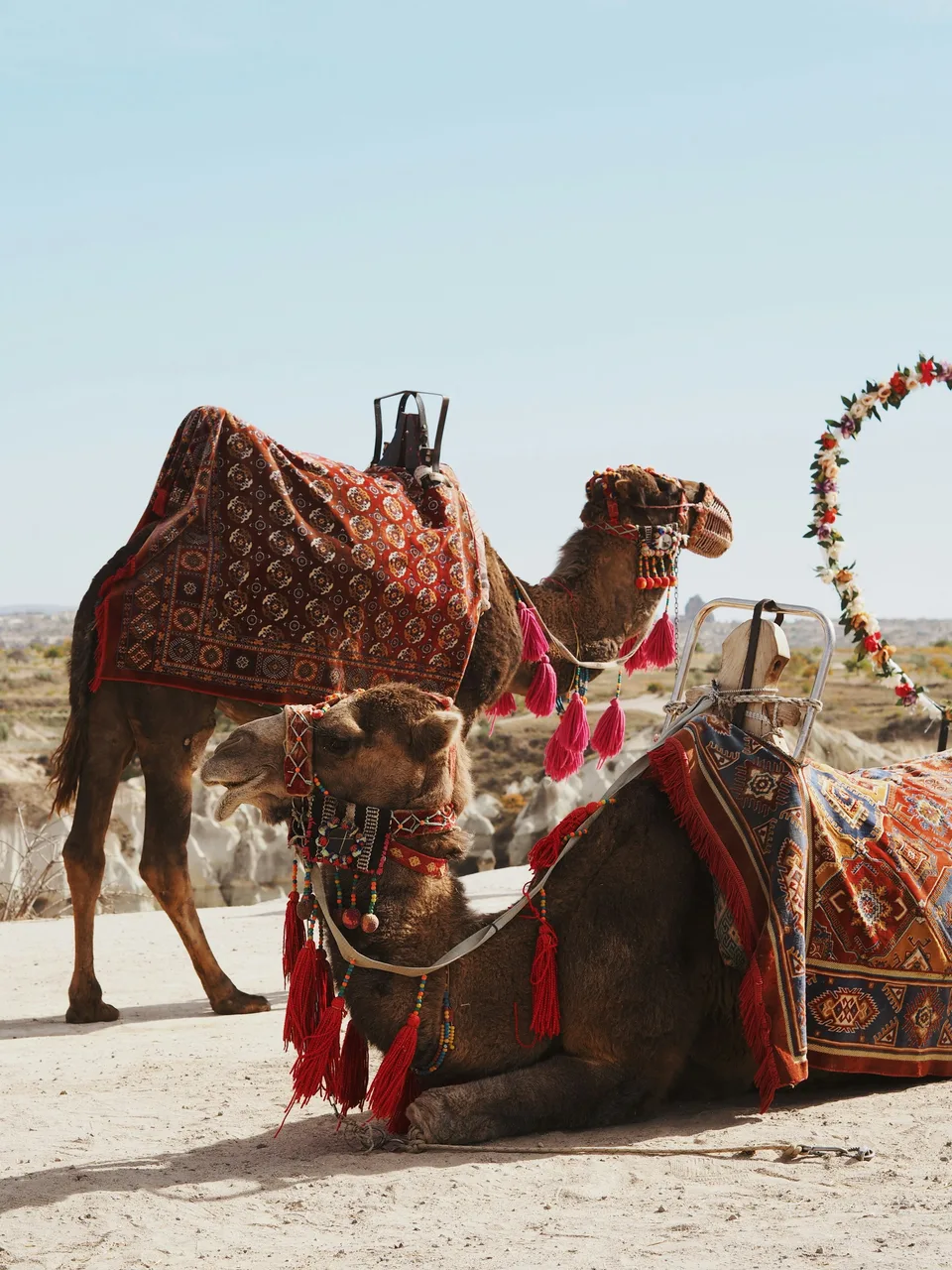 Camels with decorated saddles in Cappadocia